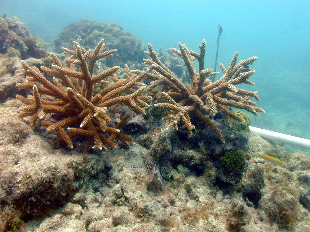 Acropora cervicornis